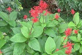 Image result for Odontonema