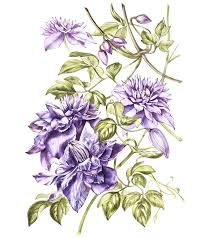 Check spelling or type a new query. Clematis Drawing By Anna Asetrova Saatchi Art