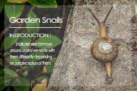 Garden snakes can be very long! Garden Snails All Information About Garden Snails 2018 Pest Wiki