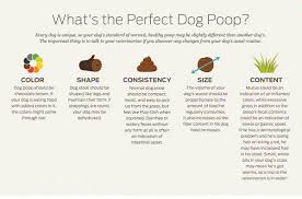 What Your Dogs Poop Says About His Health American Kennel