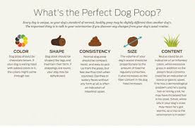 dog diarrhea treatment causes remedies