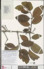 Image result for Phragmanthera capitata