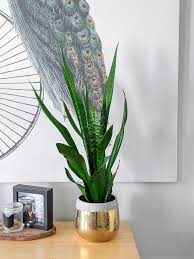 Cuttings can also be taken, but it is much easier to rely on division. How To Take Care Of A Snake Plant Snake Plant Care Indoors