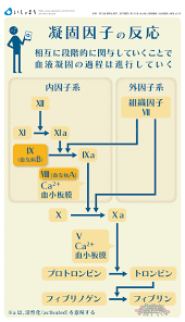 凝固因子の反応 infographics 医学 生理学 看護ノート