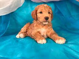 What is an overview of goldendoodle puppies for sale in illinois il. Mini Goldendoodle Breeders Iowa Minnesota Illinois Wisconsin