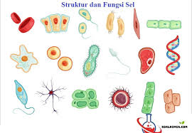 Maybe you would like to learn more about one of these? 50 Soal Struktur Dan Fungsi Sel Pilihan Ganda Dan Jawaban