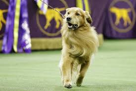 Siba the standard poodle won best in show at the 2020 westminster dog show. Westminster Dog Show Photos Competing To Be America S Top Dog The Ledger Lakeland Fl