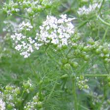 Magdalena Cilantro In 2020 Veg Garden Seed Bank Cilantro