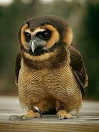Bird That Sounds Like An Owl In The Morning Asian Brown Wood Owl By Susanna Owl Owl Bird Pet Birds