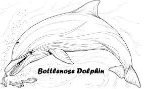 Bottlenose Dolphin Clip Art Dolphin Coloring Pages Whale Coloring Pages Fish Coloring Page