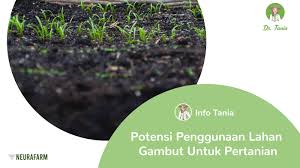 Tanah gambut merupakan tanah yang dapat dimanfaatlan untuk sebagai bahan sumber energi. Lahan Gambut In English