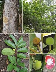 Image result for Artocarpus