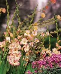 Image result for Gladiolus melleri