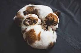 Hier finden sie nützliche informationen rund um das thema kooiker und ihre welpen. Kooikerhondje Die Hundeseite