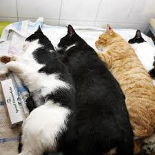 Eine kastration von katzen hat zur folge, dass eine katze nicht ungewollt nachwuchs bekommt. Tierschutzverein Schwaan Tierschutzer Lassen Katzen Kastrieren Svz De