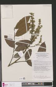 Image result for Aporrhiza