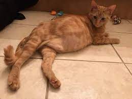 Pregnant Cat Belly Hopefully Tonight S The Night Pregnant Cat Cats Cat Pics