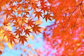 葉っぱが紅葉して赤くなるのはなぜ ねとらぼ