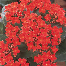 Image result for Kalanchoe hametiorum