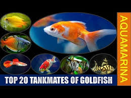 Top 20 Tankmates Of Goldfish Revised List Of Fishes Compatible With Goldfish Aquamarina
