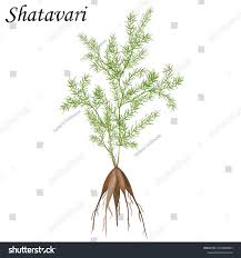 Image result for Asparagus racemosus