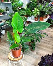 Filodendron Imperial Green Philodendron Imperial Green Kamerplanten Planten