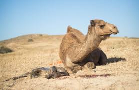 Camels have a hard palate at the tops of their mouths, says alex warnock, the arizonian who owns the camels in the video. Download Free Photo Of Nature Camel Des Desert Travel From Needpix Com