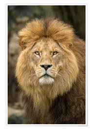 ( heraldry) lion, as used on a coat of arms. Lowe Lowe Zoo Schwerin Foto Bild Tiere Zoo Wildpark The Schwerer Features The 10 5 Cm L 70 Which Is Similar To The Current 10 5 Cm L 68 In The Game A Massive Gun M