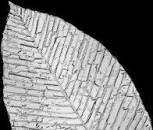 Resultado de imagen para "mejores ingredientes de la gastronomía internacional"