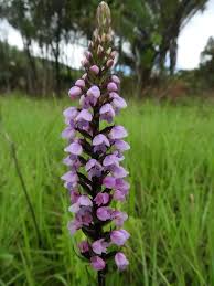 Image result for Platycoryne crocea