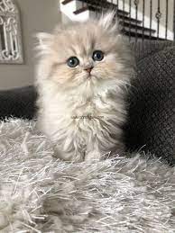 Teacup Persian In 2021 Cute Fluffy Kittens Baby Cats Persian Kittens