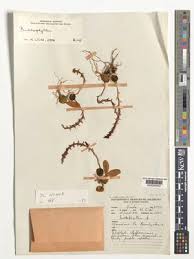 Image result for Bulbophyllum elliotii