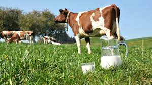 Why Is Canada The Only G8 Country Prohibiting The Sale Of Raw Milk Tvo Org