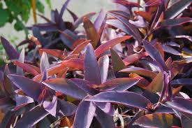 Image result for Tradescantia pallida