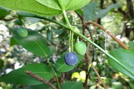 Image result for Passiflora suberosa