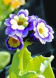 Pin By Diandel On Flowers Beautiful Flowers Pretty Flowers Amazing Flowers