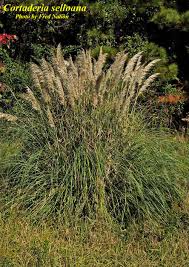 Image result for Cortaderia