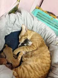 Cat Proves He Is The Ultimate Husband When Mother Cat Goes Into Labor Cat Having Kittens Mama Cat Cats