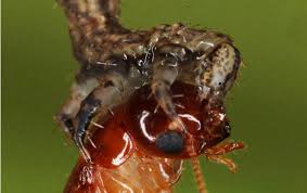 Image result for Eupithecia lanceata