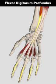 The flexor digitorum superficialis is the only muscle of the intermediate compartment. Pocket Change Adapting The Way You Pull On Pockets The Climbing Doctor