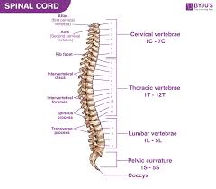 The vertebral column of the lower back includes the five lumbar vertebrae, the sacrum, and the coccyx. Spinal Cord Diagram With Detailed Illustrations And Clear Labels