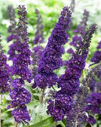All About Buddleia