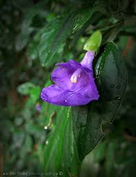 Image result for Tinnea coerulea