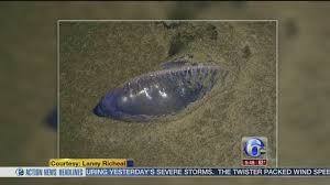 The stings suffered by seven people are said to have been minor, although five of the seven. Portuguese Man O War Jellyfish Invade The Jersey Shore 6abc Philadelphia