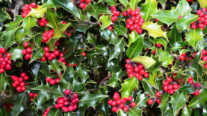 Nourish your holly bushes with holly tone fertilizer: A complete guide