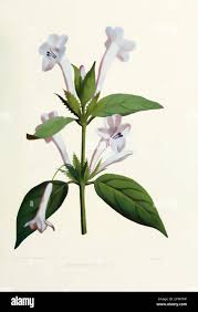 Image result for Barleria spinulosa