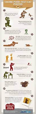 Epic Infographic Cat Photography Pet Photography Tips Cat Photo
