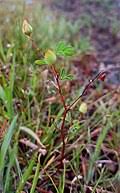 Image result for Smithia erubescens
