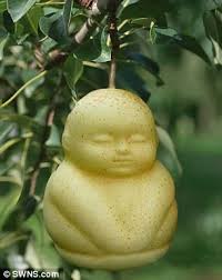 The paddling carrot sitting in a bowl of soup. Chinese Company Grows Fruit Into Bizarre Shapes Daily Mail Online