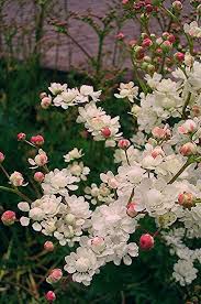 Filipendula Vulgaris Multiplex Knolspirea De Tuinen Van Appeltern In 2020 Garten Schone Blumen Mond Garten